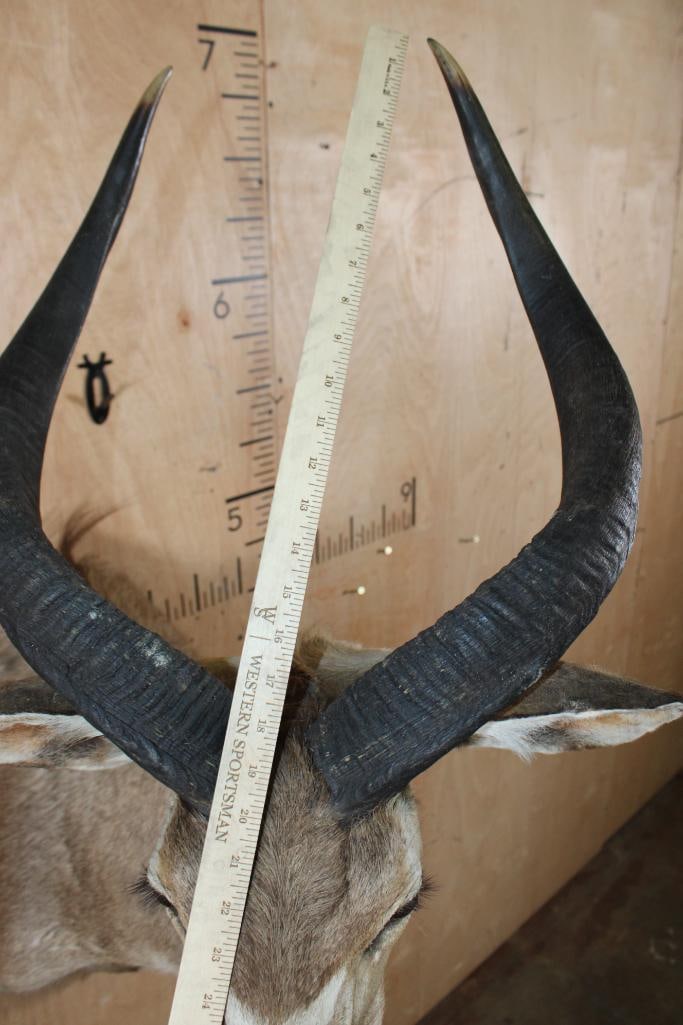 MOUNTAIN NYALA Shoulder Mount - 8