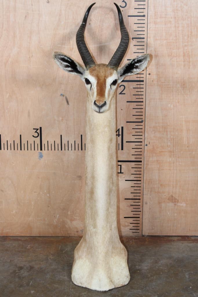 GERENUK Floor or Table Pedestal Mount: Very Nice and Unique GERENUK Floor or Table Pedestal Mount. It measures 35" Tall x 16" Long x 12.5" Wide. The Gerenuk also known as the "giraffe gazelle" is a long-necked, medium sized antelope found
