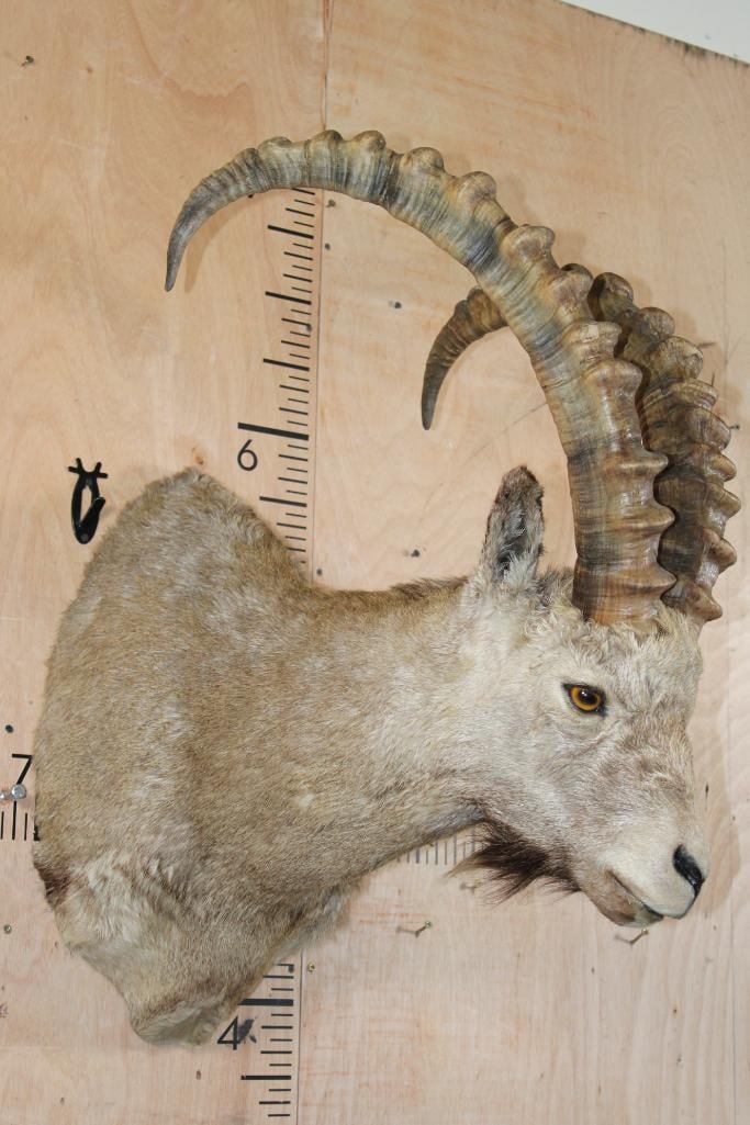 IBEX Shoulder Mount - 3