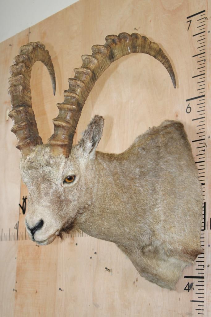 IBEX Shoulder Mount - 4