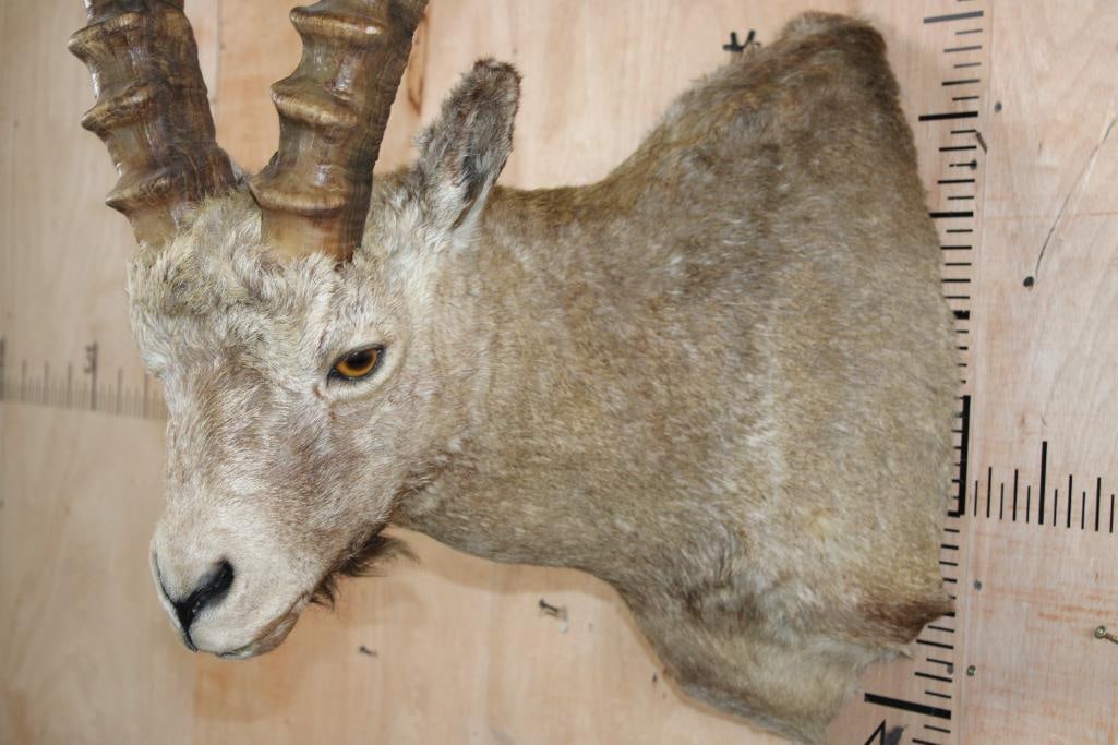 IBEX Shoulder Mount - 5