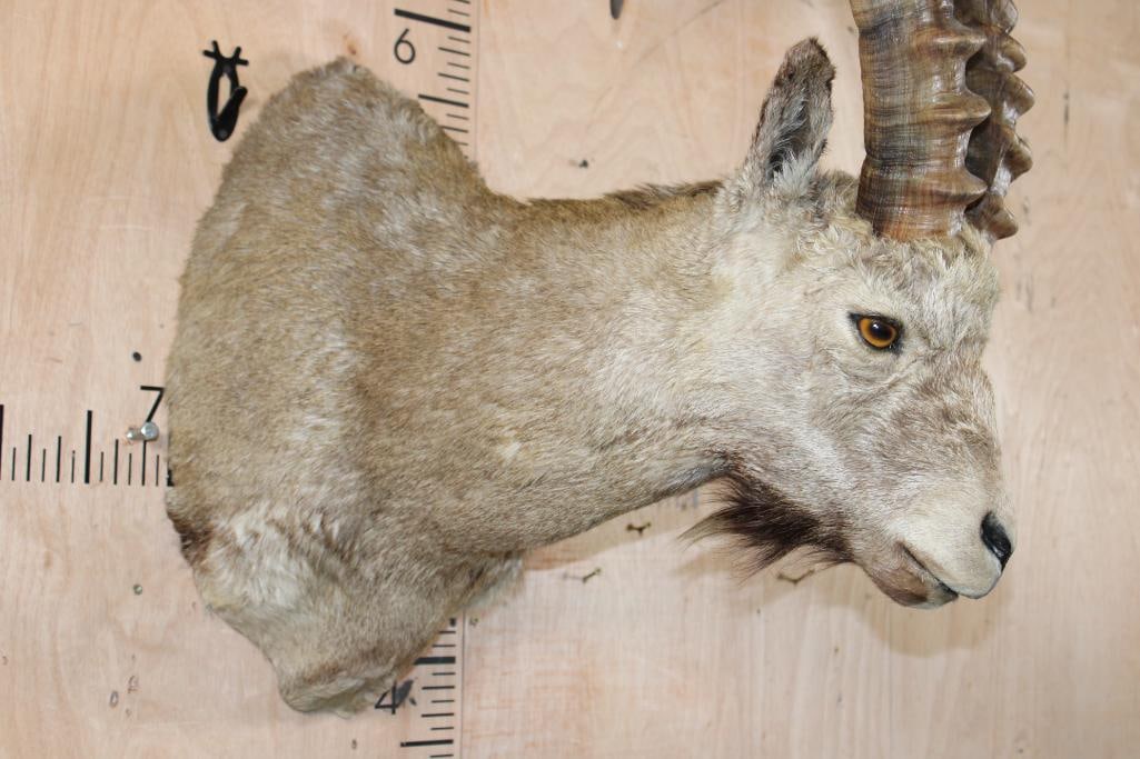 IBEX Shoulder Mount - 6