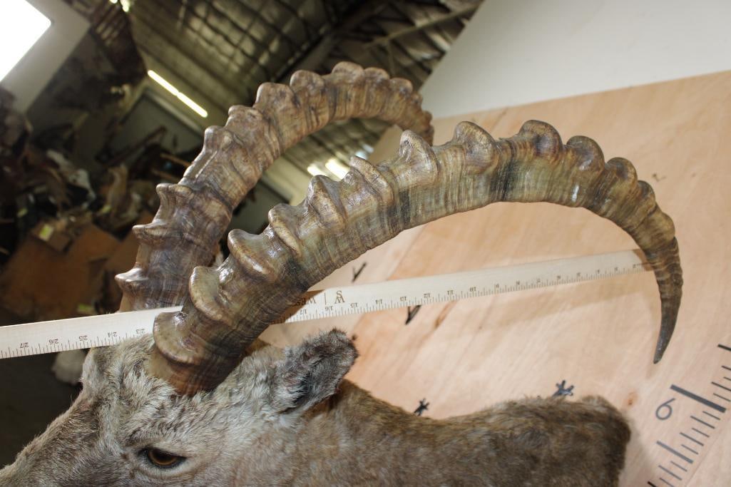 IBEX Shoulder Mount - 7