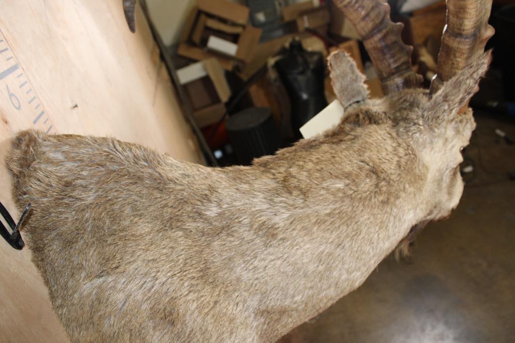 IBEX Shoulder Mount - 8