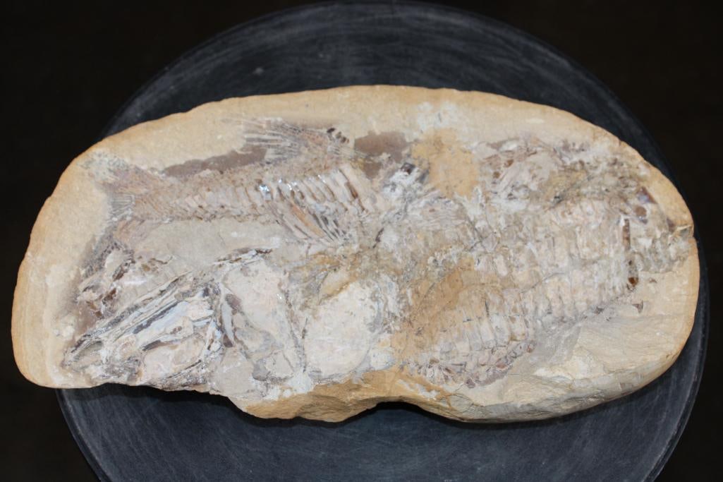 Big Fossilized KNIGHTIA EOCAENA FISH Specimen in its Fossil Matrix: Big Fossilized KNIGHTIA EOCAENA FISH Specimen in its Fossil Matrix. It measures 12" Long x 6" Wide x 1.25" Thick and Weighs 6.5 lbs. The Knightia Eocaena species are found from the Green