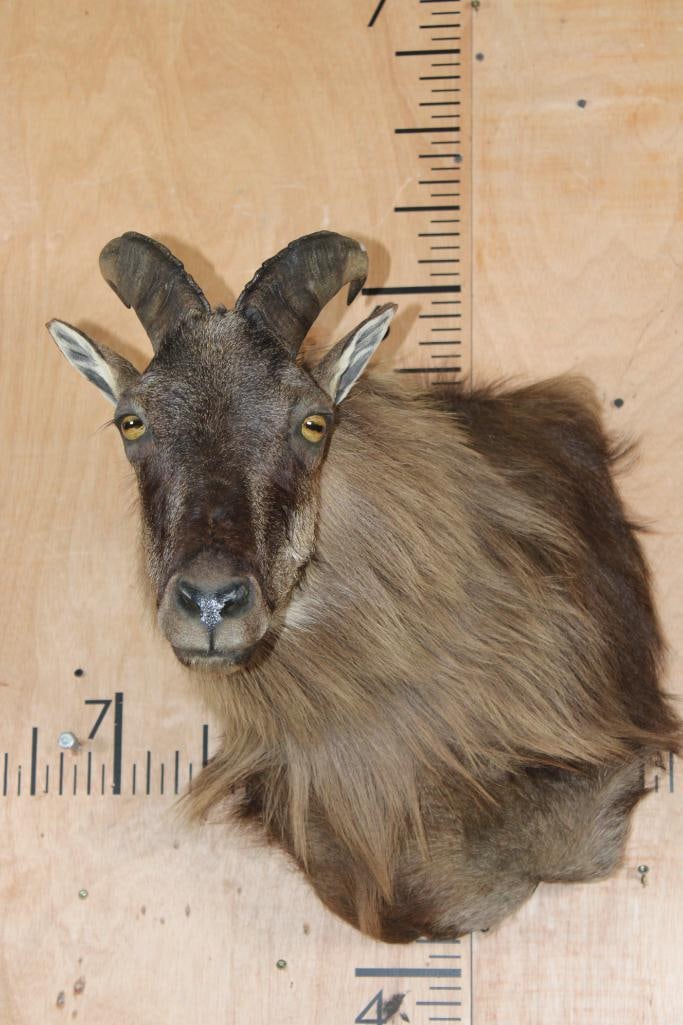 HIMALAYAN TAHR Wall Pedestal: Very Nice, Clean, and Newer HIMALAYAN TAHR Wall Pedestal. The Left Horn measures 10" Long and the Right Horn measures 10 1/8" Long. It is in Very Good Condition. The Himalayan tahr is a majestic