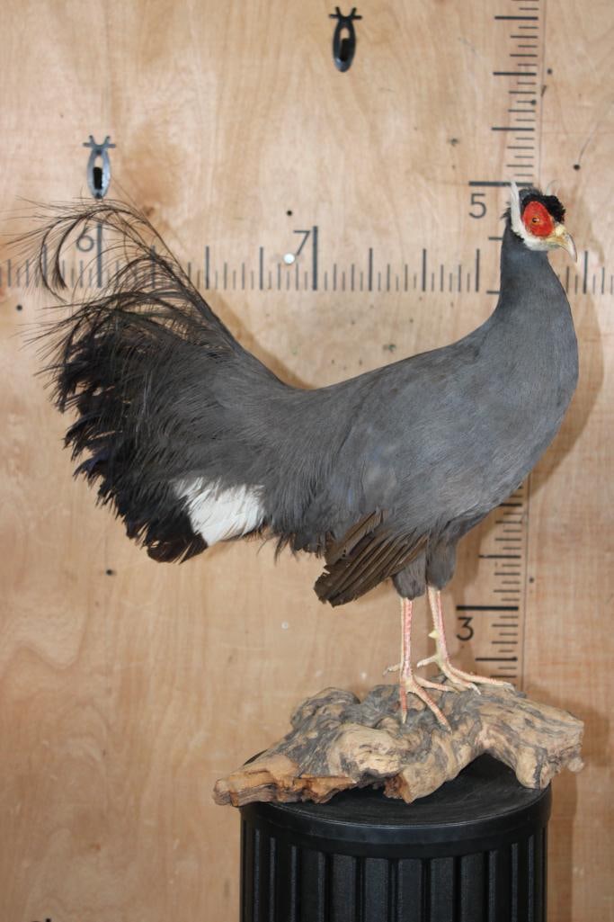 BLUE EARED PHEASANT on a Driftwood Base: Beautiful Life-sized BLUE EARED PHEASANT on a Driftwood Base. It measures 26" Long x 14" Wide x 24" Tall. These birds are Native to China. This is a Very Nice and Clean mount in Very Good Condition.