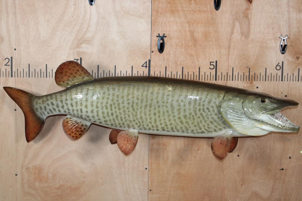 Massive Reproduction MUSKIE or MUSKELLUNGE Fish Mount: Very Nice and Massive Reproduction MUSKIE or MUSKELLUNGE Fish Mount. It is very realistic, measures 51" Long and is in Very Good Condition. TAXIDERMY FISH 