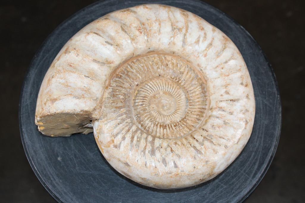 Big AMMONITE FOSSIL Specimen, Weight: 9 lbs: Big AMMONITE Fossil Specimen from Morocco. It measures 9 7/8" Long x 8 5/8" Wide x 3.75" Thick and the Total Weight is 9 lbs 9 oz. This is a large, well-preserved specimen from the Cretaceous