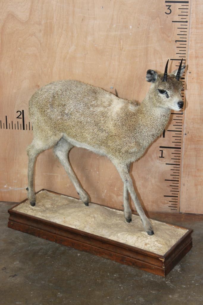 Life-sized KLIPSPRINGER on a Wood Base: Nice, Clean, and Newer Life-sized KLIPSPRINGER. The Total Mount measures 30" Long x 10" Wide x 32" Tall. It is mounted on a Wood Base and is in Good Condition. TAXIDERMY 