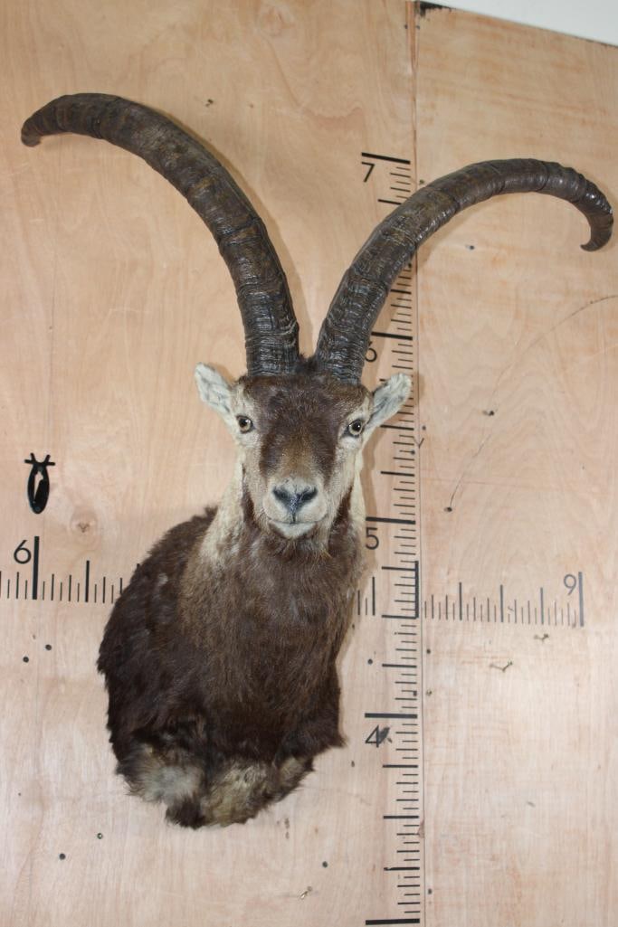 PERSIAN or BEZOAR IBEX Shoulder Mount: Nice PERSIAN or BEZOAR IBEX Shoulder Mount. The Left Horn measures 33" Long and 9 3/8" around the Horn Base and the Right Horn measures 30.75" Long and 9 5/8" around the Base. It is in Good Condition.