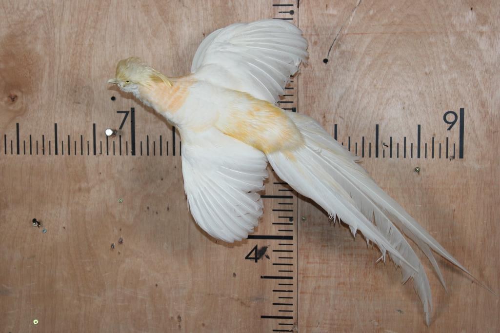 Flying GOLDEN PHEASANT on a Wall Hanging Plaque: Beautiful Life-sized Flying GOLDEN PHEASANT on a Wall Hanging Plaque. TAXIDERMY BIRDS 