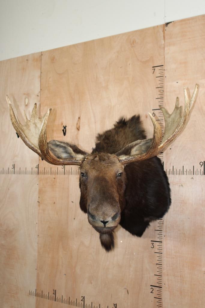 12-Point SHIRAS MOOSE Shoulder Mount: Very Nice and Clean 12-Point SHIRAS MOOSE Shoulder Mount. It has a 44" Spread and is in Very Good Condition. The Shiras Moose or "Wyoming Moose" is the smallest of the four North American moose subspe
