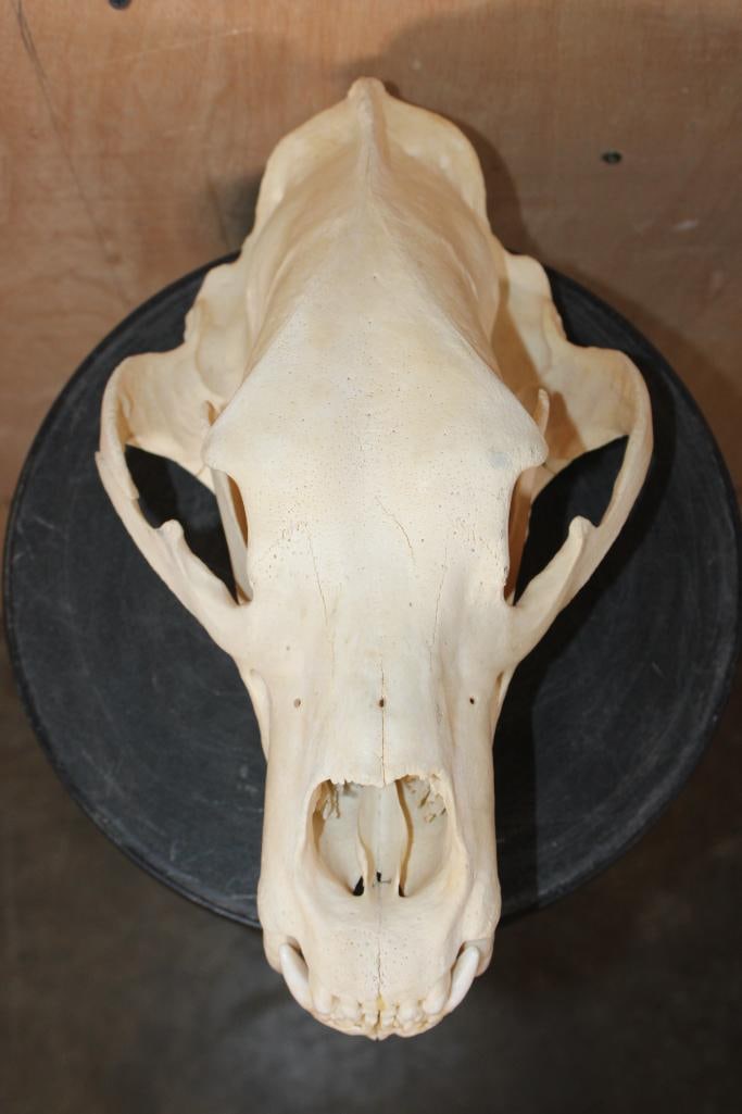 XL GRIZZLY or BROWN BEAR Skull (1 of 9)