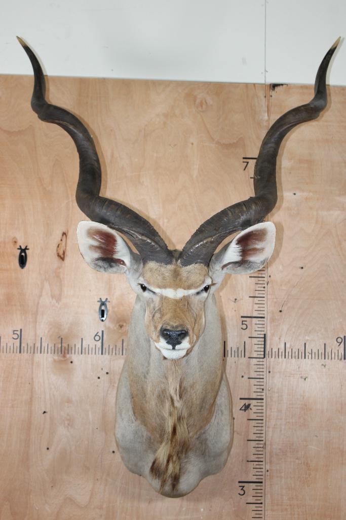 Big KUDU Shoulder Mount: Nice, Clean, and Newer KUDU Shoulder Mount. The Left Horn measures 51 5/8" around the Spiral Ridge and the Right Horn measures 52 5/8" Long around the Spiral Ridge. It is in Good Condition. TAXIDERMY&