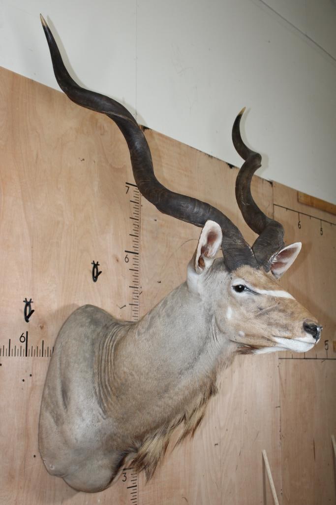 Big KUDU Shoulder Mount - 2