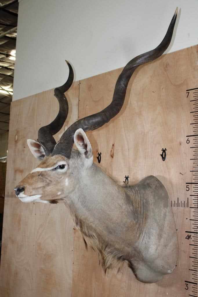 Big KUDU Shoulder Mount - 3