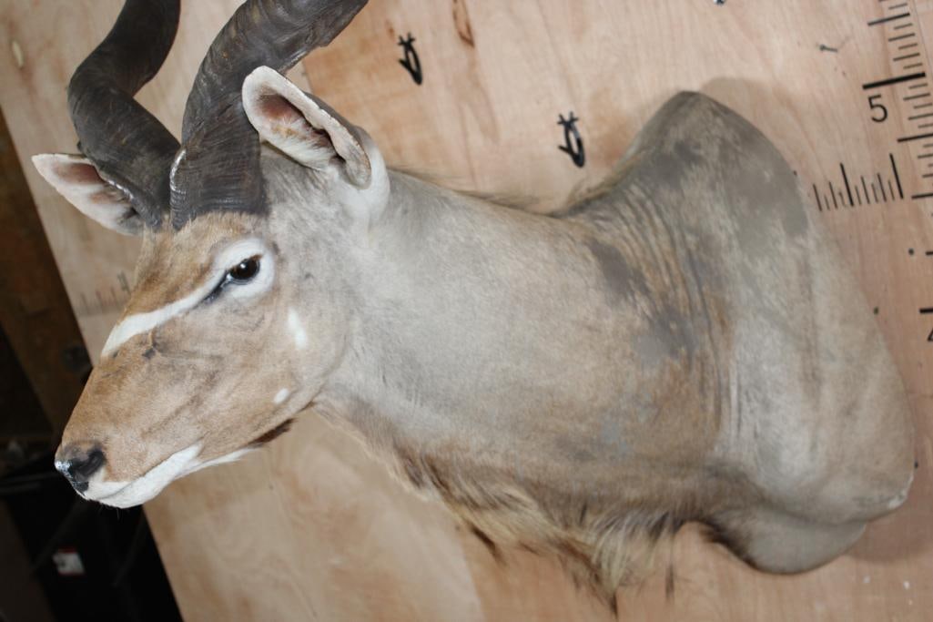 Big KUDU Shoulder Mount - 4