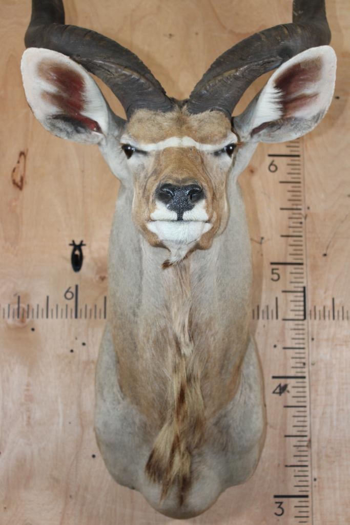 Big KUDU Shoulder Mount - 5