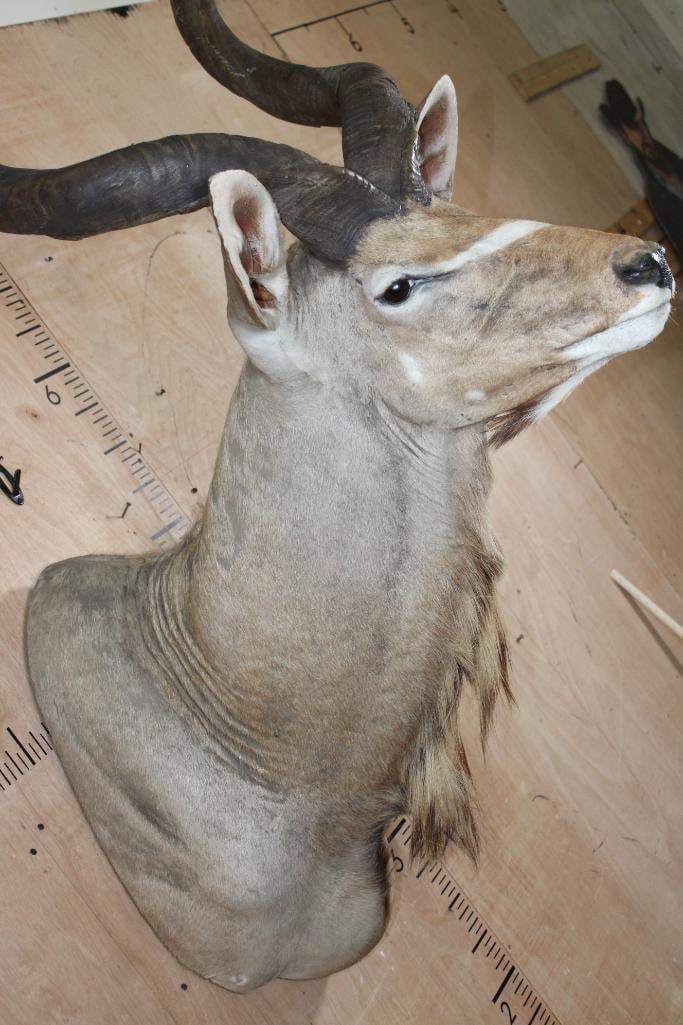 Big KUDU Shoulder Mount - 6