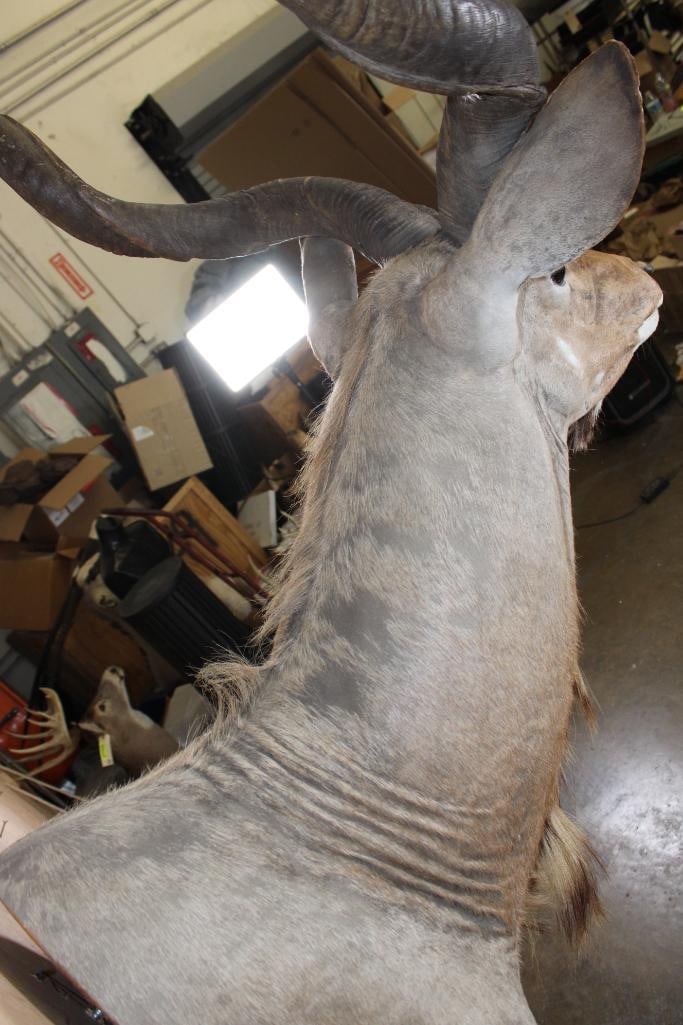 Big KUDU Shoulder Mount - 7