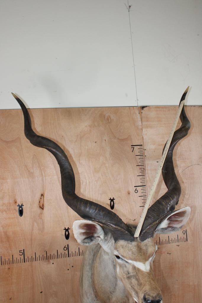 Big KUDU Shoulder Mount - 8