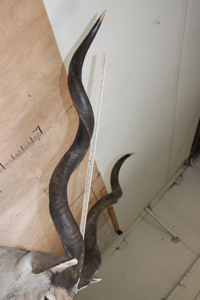 Big KUDU Shoulder Mount - 9