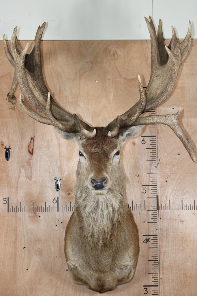 XXL 30-Point RED STAG Shoulder Mount with a Big Drop Tine (1 of 9)
