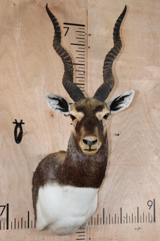 Big BLACKBUCK Shoulder Mount: Very Nice, Clean, and Newer BLACKBUCK Shoulder Mount. The Left Horn measures 23.25" around the Spiral Ridge and the Right Horn measures 23.75" around the Spiral Ridge. It is Big and in Very Good Condi