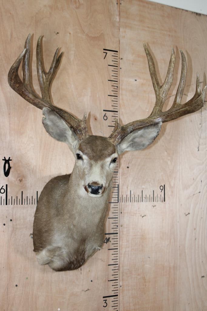 Big 13-Point MULE DEER Shoulder Mount with a Heavy Rack: Big 13-Point MULE DEER Shoulder Mount. It has a Heavy Rack with a 30 3/8" Spread and is in Good Condition. TAXIDERMY 