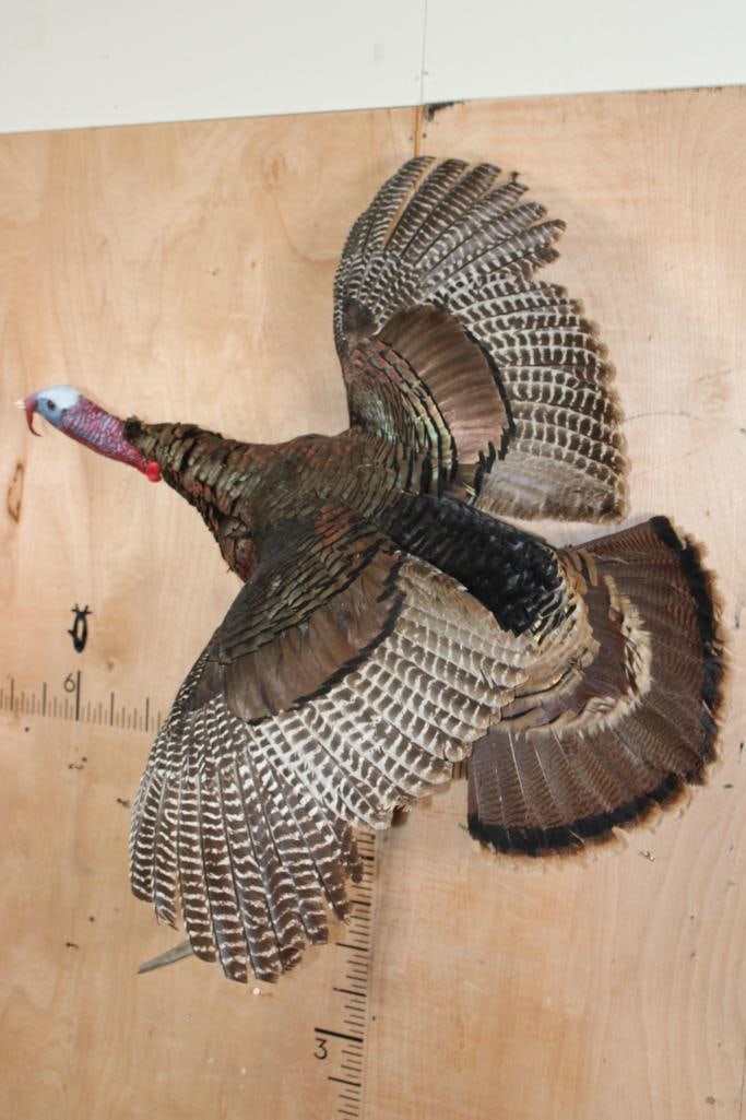 XL FLYING TURKEY on a Driftwood Wall Hanging Base: Very Nice, Clean and Newer XL Life-sized FLYING TURKEY on a Driftwood Wall Hanging Base. It measures 58" Tall x 31" Wide x 24" Depth. It weighed 24 lbs when "Taken" and is in Very Good Condition. TAXI