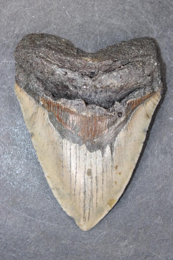 XL MEGALODON SHARK Tooth Fossil: XL MEGALODON SHARK Tooth Fossil. It measures 4 5/8" Long from the Top Corner to the Tip and the Total Weight is 9 oz. MEGALODON SHARK TEETH