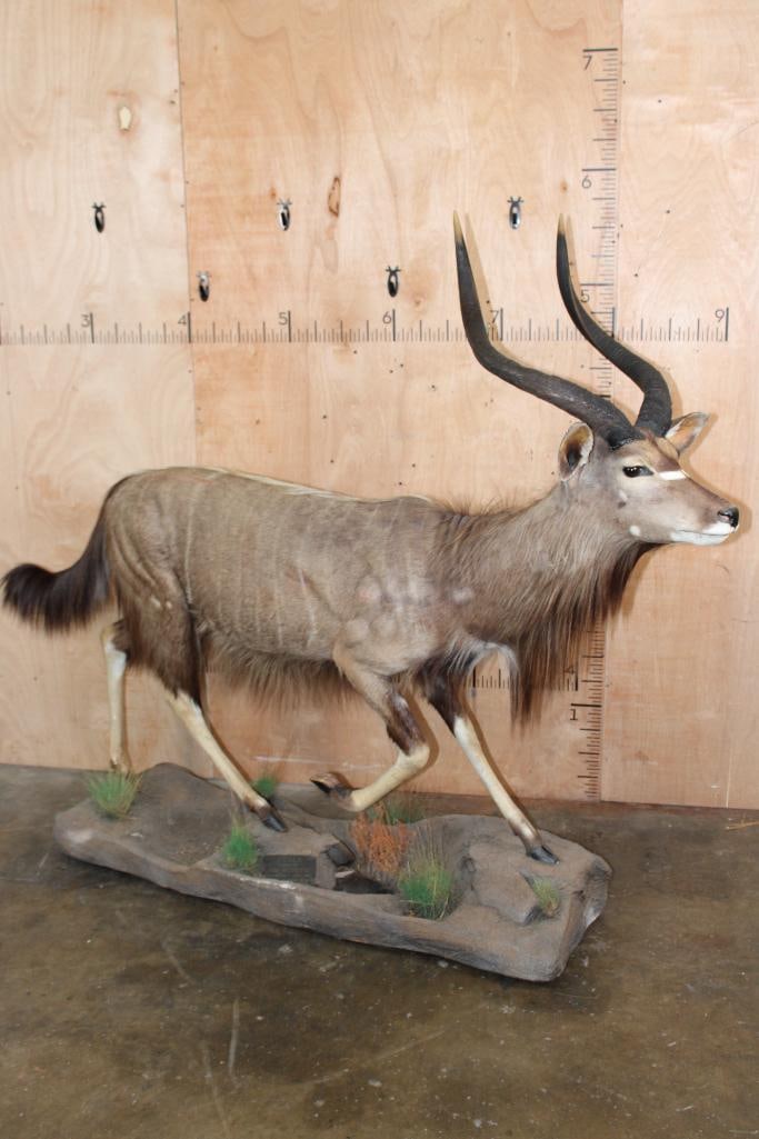 Big Life-sized NYALA on a Base with Wheels: Big, Very Nice and Clean Life-sized NYALA. It is mounted on a Base with Wheels. There are 3 minor hide rubs, otherwise it is in Good Condition. TAXIDERMY 