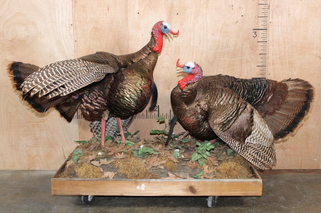 2 Life-sized "Fighting" TURKEYS on a Decorative Wood Base (1 of 9)