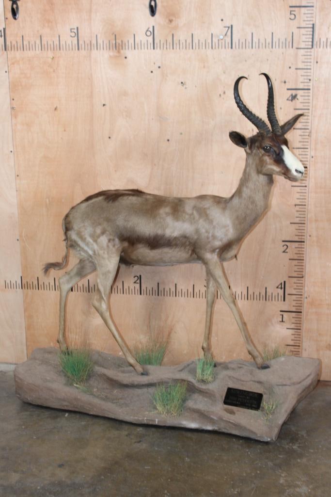 Life-sized CHOCOLATE SPRINGBOK on a Base with Wheels (1 of 9)
