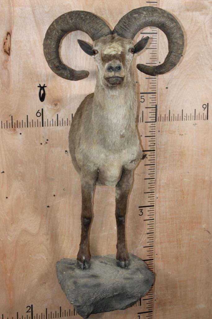 Big Half-body WEST CAUCASIAN TUR on a Rocky Base: Big Half-body WEST CAUCASIAN TUR on a Rocky Base. The Left Horn measures 32.5" Long and 12 1/8" around the Horn Base. The Right Horn measures 30.75" Long and 11 7/8" around. It is in Good Condition. T
