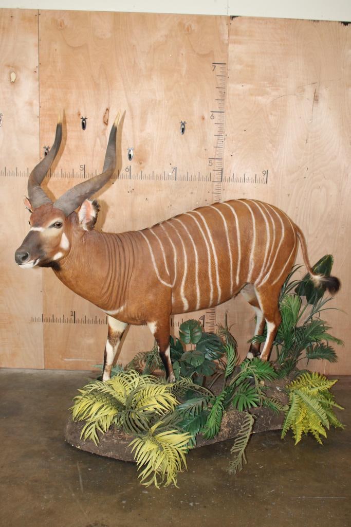Life-sized BONGO on a Lush Decorative Base with Wheels: Very Nice, Clean, and Newer Life-sized BONGO. The Left Horn measures 29.5" Long and the Right Horn measures 29" Long. It is displayed on a Lush Forest simulated Base with Wheels. The Total Mount measu