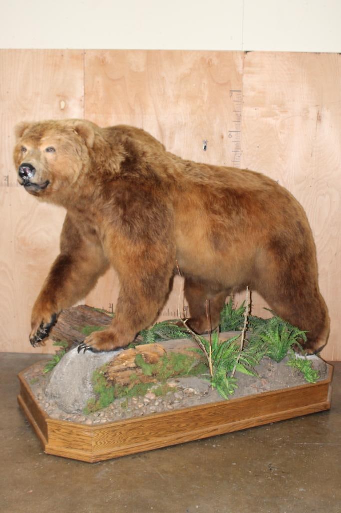 Absolutely Massive Life-sized BROWN BEAR on a Decorative Wood Base with Wheels (1 of 13)