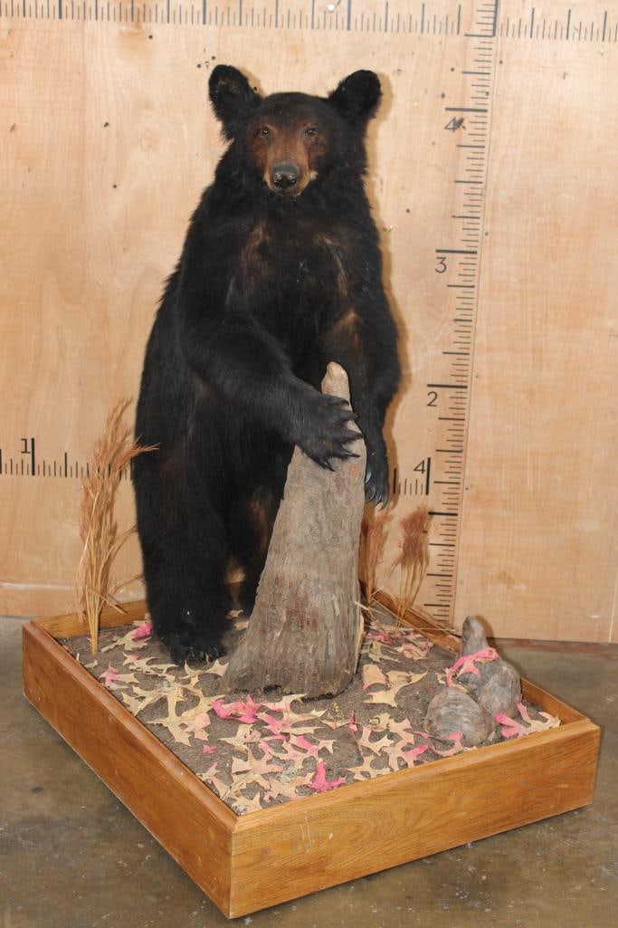 Life-sized BLACK BEAR on a Wood Base with Wheels: Life-sized BLACK BEAR on a Wood Base with Wheels. It was Taken in 1996 in the Cascade Mountains. It measures 52" Tall x 36" Long x 30" Wide. This is a Nice mount in Good Condition. TAXIDERMY 