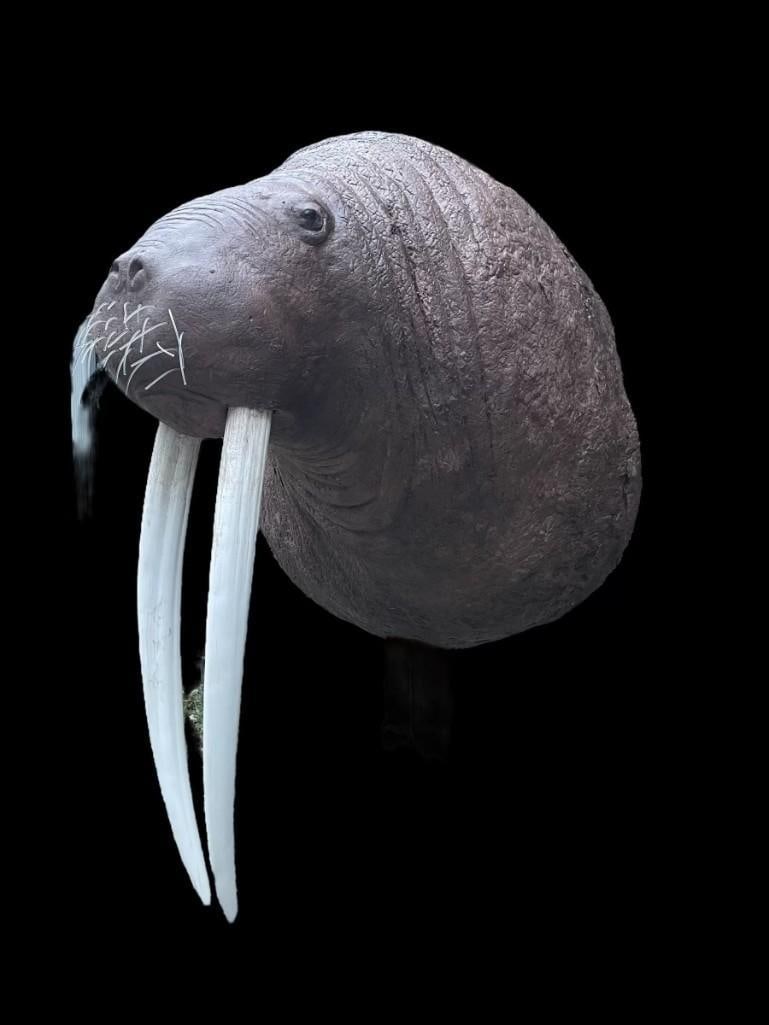 *New* Reproduction WALRUS Shoulder Mount: *New* Very Realistic Reproduction WALRUS Shoulder Mount. It measures 36" Tall x 27" Wide with 25" Long Tusks. This is an awesome mount that is accurate to scale. It even has its Whiskers!