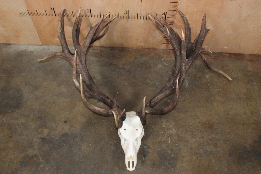 Massive 34-Point RED STAG Skull (1 of 8)