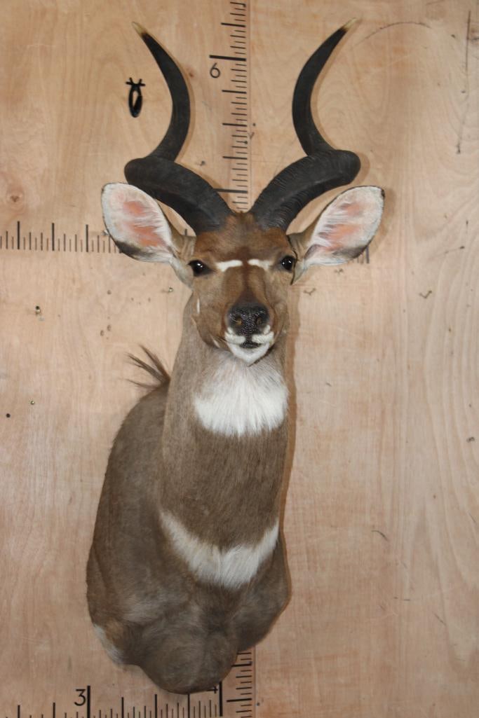 *Like New* MOUNTAIN NYALA Shoulder Mount (1 of 7)