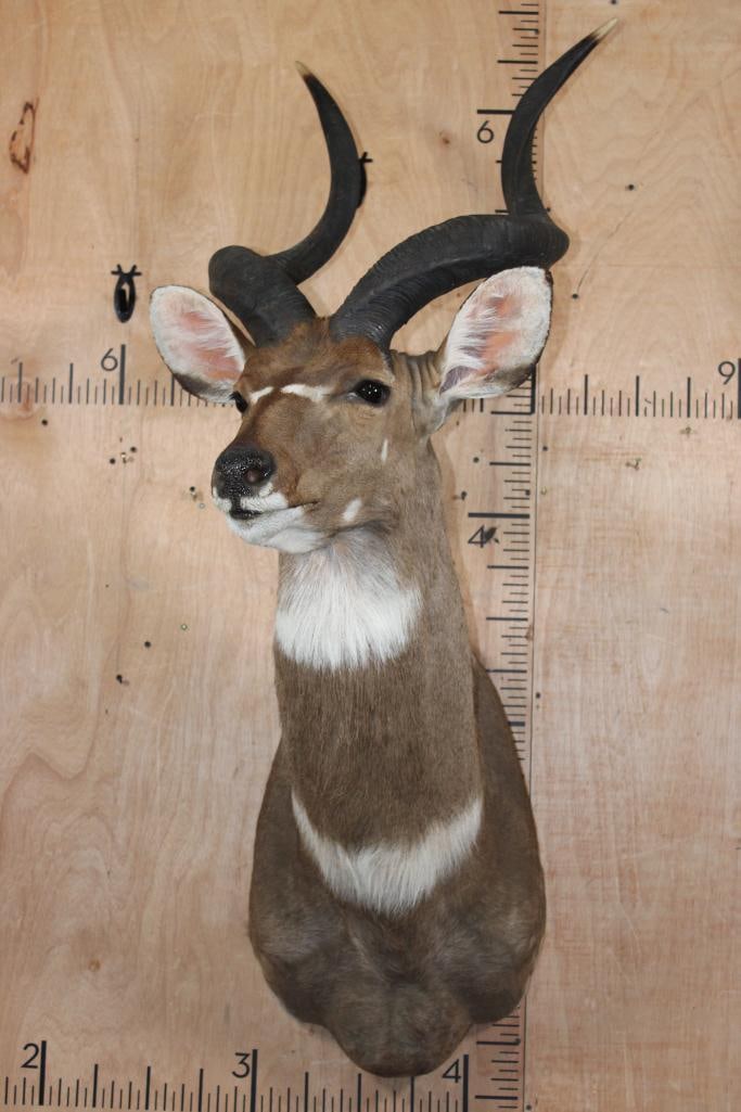 *Like New* MOUNTAIN NYALA Shoulder Mount - 2