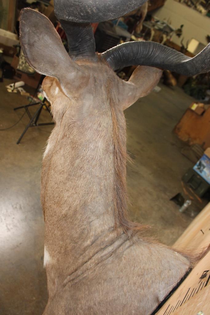 *Like New* MOUNTAIN NYALA Shoulder Mount - 7