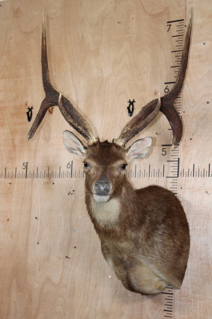 XL 6-Point RUSA DEER Shoulder Mount with Double Drop Tines: Very Nice, Clean, and Newer XL 6-Point RUSA DEER Shoulder Mount with Double Drop Tines. It has a 27" Spread and is in *Like New* Condition. TAXIDERMY 