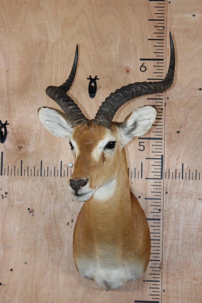 Big KOB Shoulder Mount - 2