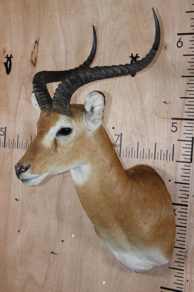 Big KOB Shoulder Mount - 3