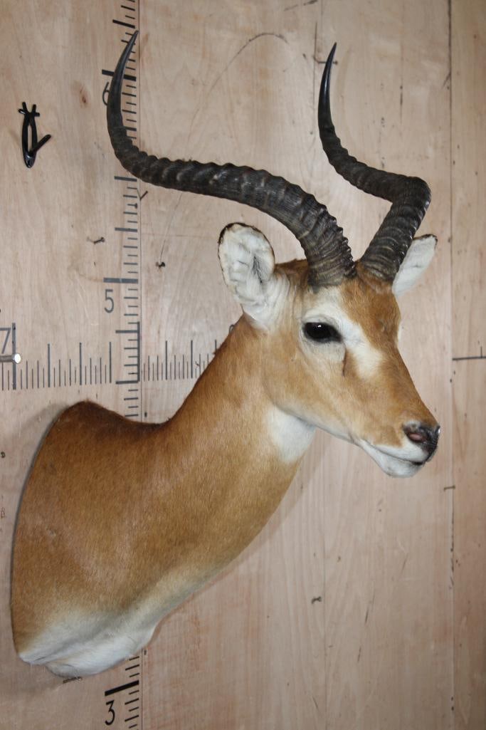 Big KOB Shoulder Mount - 4