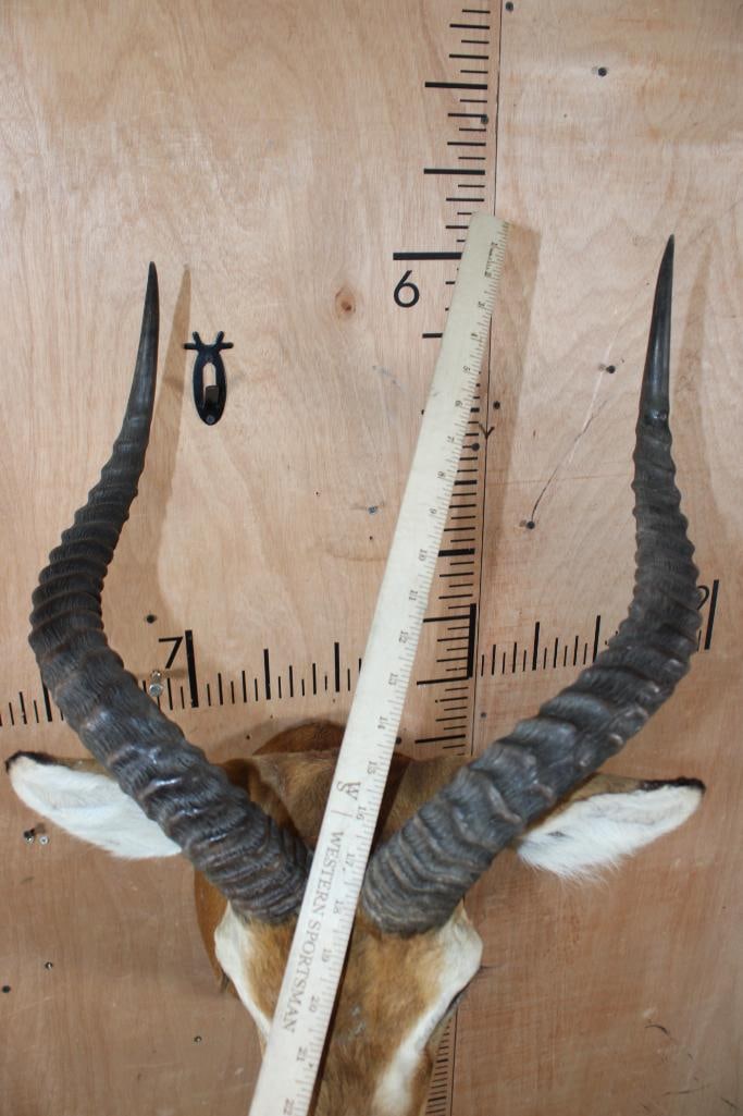 Big KOB Shoulder Mount - 5