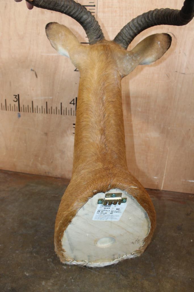 Big KOB Shoulder Mount - 6